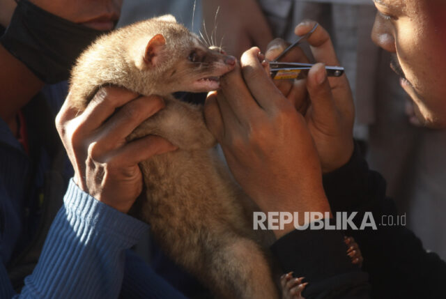 Anggota komunitas pecinta musang Solo memotong kuku musang peliharaannya.