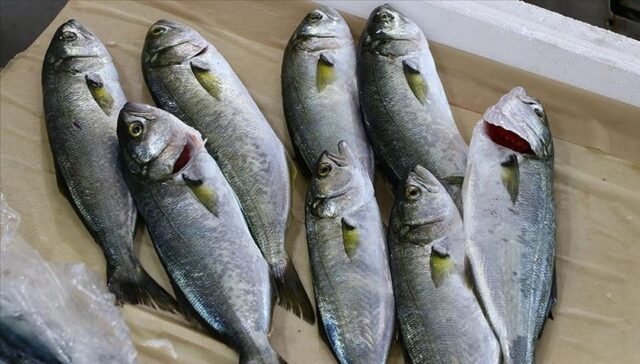 Bluefish in Zonguldak - Breaking Türkiye News
