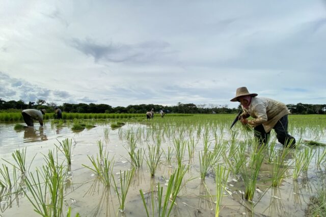 Govt emphasizes importance of agricultural transformation