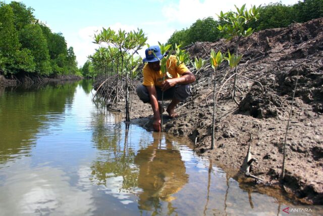 Indonesia sees billions in peat, mangrove restoration gains