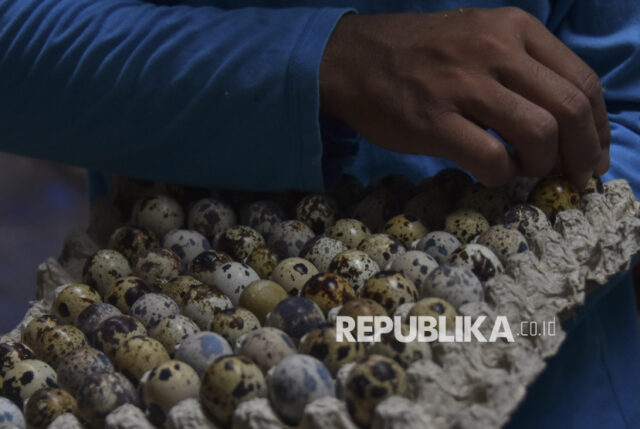 Petani milenial memanen telur burung puyuh di Desa Margaluyu, Kecamatan Manonjaya, Kabupaten Tasikmalaya, Jawa Barat, Selasa (10/12/2024). Peternak yang membudidayakan 1.000 ekor burung puyuh dan menghasilkan 11 kg telur puyuh per hari itu nantinya akan berkolaborasi dengan Badan Usaha Milik Desa (BUMDes) untuk menjadi pemasok pangan dalam program makan bergizi gratis. 