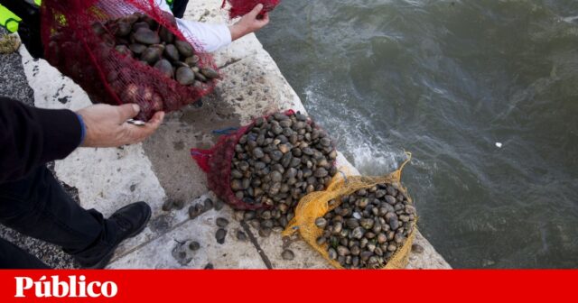 سيتم اصطياد أكثر من سبعة أطنان من المحار الياباني يوميًا في نهر تاجوس | مصايد الأسماك
