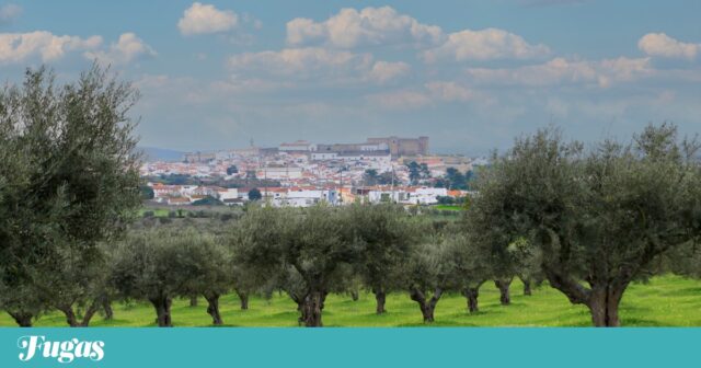 يذهب Campo Maior إلى زيوت الزيتون مع ظهور الكونغرس العادل والوطني | زيت
